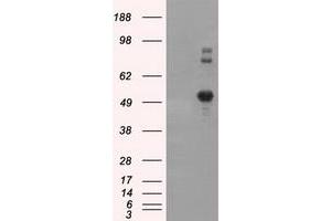 Image no. 8 for anti-Nucleotide Exchange Factor SIL1 (SIL1) antibody (ABIN1496810) (SIL1 Antikörper)