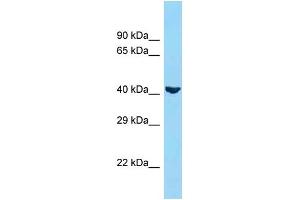 Host: Rabbit  Target Name: ADIPOR1  Sample Tissue: 293T cell lysates  Antibody Dilution: 1.