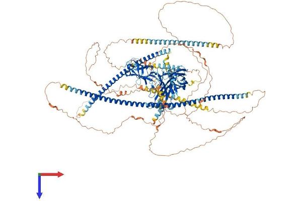 RPGRIP1 Protein (AA 1-1331) (His tag)