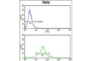 Flow cytometry analysis of Hela cells (bottom histogram) compared to a negative control cell (top histogram). (CDC20 Antikörper  (N-Term))