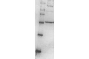 Western Blotting (WB) image for anti-Proteasome (Prosome, Macropain) 26S Subunit, Non-ATPase, 13 (PSMD13) (full length) antibody (ABIN2452116) (PSMD13 Antikörper  (full length))