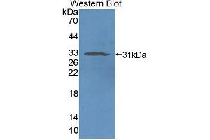 Figure. (NCR1 Antikörper  (AA 17-258))