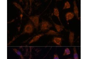 Immunofluorescence analysis of L929 cells using STC1 Polyclonal Antibody at dilution of 1:100.