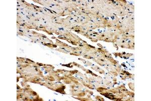IHC analysis of PLN using anti-PLN antibody (ABIN3043442). (Phospholamban Antikörper  (N-Term))