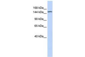 Image no. 1 for anti-Diacylglycerol Kinase, eta (DGKH) (AA 648-697) antibody (ABIN6743389) (DGKH Antikörper  (AA 648-697))