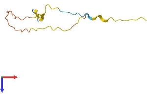 FAM229B Protein (AA 1-80) (Fc Tag)