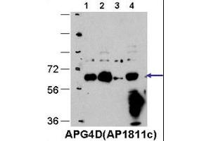 Western Blotting (WB) image for anti-Autophagy related 4D Cysteine Peptidase (ATG4D) (AA 441-470), (C-Term) antibody (ABIN1944848)