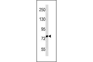 FBXO43 Antibody (C-term) (ABIN1881339 and ABIN2843282) western blot analysis in Ramos cell line lysates (35 μg/lane). (FBXO43 Antikörper  (C-Term))