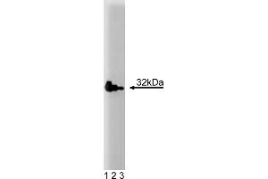 Western Blotting (WB) image for anti-Caspase 3 (CASP3) (AA 25-145) antibody (ABIN968342)