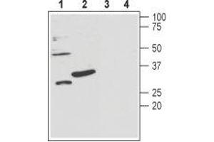 Western blot analysis of mouse brain lysates (lanes 1 and 3) and rat pancreas membranes (lanes 2 and 4): - 1,2. (KCNMB3 Antikörper  (Extracellular Loop))