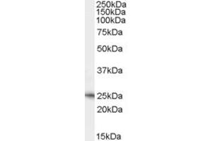 Neurturin Antikörper  (C-Term)