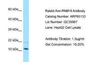 Western Blotting (WB) image for anti-Presequence Translocase-Associated Motor 16 Homolog (PAM16) (C-Term) antibody (ABIN2790052) (MAGMAS Antikörper  (C-Term))