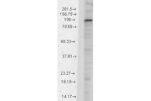 Western Blot analysis of Rat brain membrane lysate showing detection of HCN1 protein using Mouse Anti-HCN1 Monoclonal Antibody, Clone S70-28 . (HCN1 Antikörper  (AA 778-910) (PE))