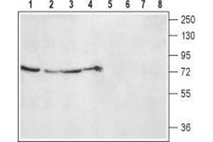 Western Blotting (WB) image for anti-Adrenergic, alpha-2B-, Receptor (ADRA2B) (AA 160-174), (C169S), (Extracellular) antibody (ABIN7042900)