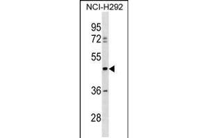 Western blot analysis in NCI-H292 cell line lysates (35ug/lane). (TULP3 Antikörper  (C-Term))