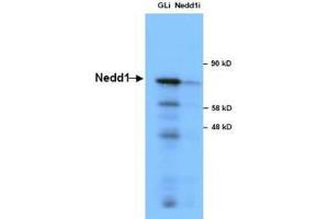 Anti-NEDD1 in Western Blot using  Immunochemicals' Anti-NEDD1 Antibody shows detection of a 73 kDa band corresponding to endogenous NEDD1 in lysates of S phase HeLa cells silenced for either control Luciferase or NEDD1. (NEDD1 Antikörper)