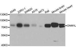 Western blot analysis of extracts of various cell lines, using DNM1L antibody. (Dynamin 1-Like Antikörper  (AA 411-710))