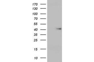 Image no. 1 for anti-Ubiquitin Specific Peptidase 12 (USP12) (AA 61-251) antibody (ABIN1491614) (USP12 Antikörper  (AA 61-251))