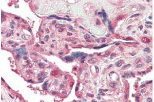 Human Placenta (formalin-fixed, paraffin-embedded) stained with PSENEN antibody ABIN461899 at 5 ug/ml followed by biotinylated goat anti-rabbit IgG secondary antibody ABIN481713, alkaline phosphatase-streptavidin and chromogen. (PEN2 Antikörper  (N-Term))