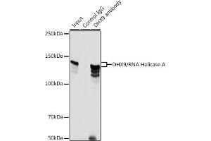 Immunoprecipitation (IP) image for anti-ATP-Dependent RNA Helicase A (DHX9) antibody (ABIN7265748)