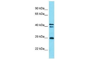 Host:  Rabbit  Target Name:  Helt  Sample Type:  Mouse Stomach lysates  Antibody Dilution:  1. (HELT Antikörper  (C-Term))