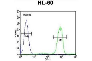 ANKRD40 Antibody (C-term) flow cytometric analysis of HL-60 cells (right histogram) compared to a negative control cell (left histogram). (ANKRD40 Antikörper  (C-Term))