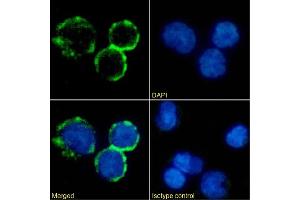 Immunofluorescence staining of human peripheral blood monocytes using anti-CD40L antibody AT161-10 Immunofluorescence analysis of paraformaldehyde fixed human peripheral blood monocytes immobilized on Shi-fix™ cover-slips and stained with the chimeric rabbit IgG version of AT161-10 (ABIN7072417) at 10 μg/mL followed by Alexa Fluor® 488 secondary antibody (2 μg/mL), showing membrane staining. (Rekombinanter CD40 Ligand Antikörper)