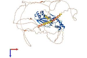 SENP5 Protein (AA 1-755) (His tag)
