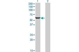 Western Blot analysis of GPI expression in transfected 293T cell line by GPI MaxPab polyclonal antibody.