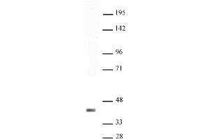 Sox2 antibody (pAb) tested by Western blot. (SOX2 Antikörper  (C-Term))
