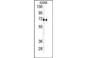 Image no. 1 for anti-3'-phosphoadenosine 5'-phosphosulfate Synthase 1 (PAPSS1) (C-Term) antibody (ABIN357814)