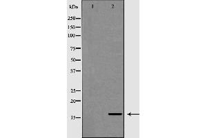 POLR2D antibody  (N-Term)