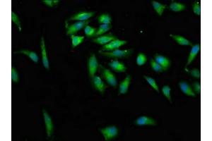 Immunofluorescence staining of Hela cells with ABIN7157558 at 1:100, counter-stained with DAPI. (KSR2 Antikörper  (AA 159-296))