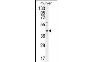 DNAJC11 Antibody (N-term) (ABIN654437 and ABIN2844172) western blot analysis in mouse liver tissue lysates (35 μg/lane). (DNAJC11 Antikörper  (N-Term))