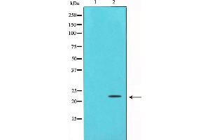 Western blot analysis on HepG2 cell lysate using Bax Antibody,The lane on the left is treated with the antigen-specific peptide.
