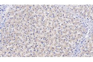 Immunohistochemistry (IHC) image for anti-Voltage-Dependent Anion Channel 1 (VDAC1) (AA 2-283) antibody (ABIN7427192)