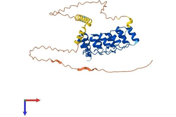 ANKRA2 Protein (AA 1-312) (His tag)