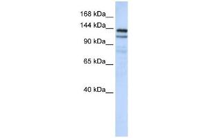 NOMO1 antibody used at 1 ug/ml to detect target protein. (NOMO1 Antikörper  (C-Term))