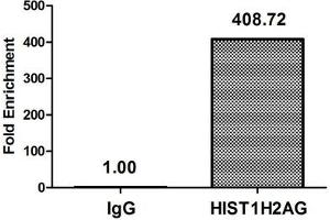 Chromatin Immunoprecipitation Hela (4*10 6 , treated with 30 mM sodium butyrate for 4h) were treated with Micrococcal Nuclease, sonicated, and immunoprecipitated with 8 μg anti-HIST1H2AG (ABIN7139178) or a control normal rabbit IgG. (HIST1H2AG Antikörper  (acLys36))
