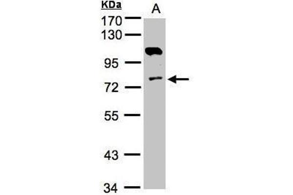 Adenylate Kinase 7 Antikörper