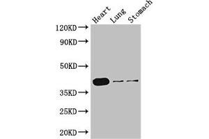 Western Blot Positive WB detected in: Mouse heart tissue, Mouse lung tissue, Mouse stomach tissue All lanes: DMRT1 antibody at 3 μg/mL Secondary Goat polyclonal to rabbit IgG at 1/50000 dilution Predicted band size: 40, 29, 19 kDa Observed band size: 40 kDa (DMRT1 Antikörper  (AA 195-363))