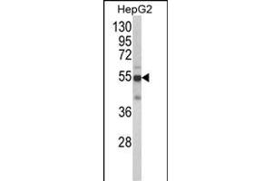 Western blot analysis of CYP2J2 Antibody (N-term) (ABIN652340 and ABIN2841564) in HepG2 cell line lysates (35 μg/lane). (CYP2J2 Antikörper  (N-Term))