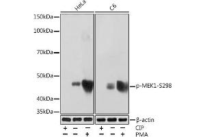 Western blot analysis of extracts of various cell lines, using Phospho-MEK1-S298 Rabbit mAb (ABIN7268634) at 1:1000 dilution. (MEK1 Antikörper  (pSer298))