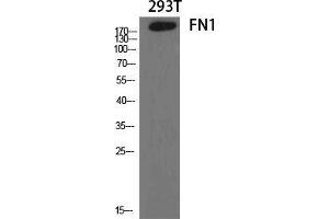Western Blot (WB) analysis of specific cells using FN1 Polyclonal Antibody.