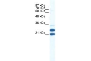 Western Blotting (WB) image for anti-Tripartite Motif Containing 34 (TRIM34) antibody (ABIN2461044) (TRIM34 Antikörper)