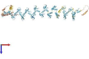 ZFP91 Protein (AA 1-1191) (His tag)