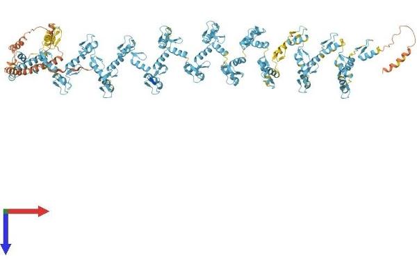 ZFP91 Protein (AA 1-1191) (His tag)