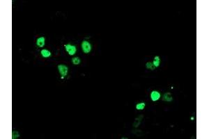 Anti-ERCC4 mouse monoclonal antibody (ABIN2454840) immunofluorescent staining of COS7 cells transiently transfected by pCMV6-ENTRY ERCC4 (RC223300). (ERCC4 Antikörper)
