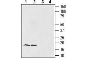Western blot analysis of rat brain lysates (lanes 1 and 3) and mouse brain lysates (lanes 2 and 4): - 1, 2. (SNCG Antikörper  (AA 96-108))
