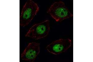 Immunofluorescence (IF) image for anti-Sorbin and SH3 Domain Containing 2 (Sorbs2) antibody (ABIN3002919)